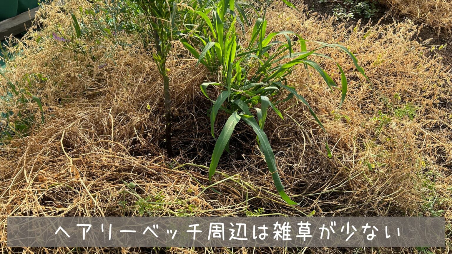 ヘアリーベッチとは?育て方と畝に対する緑肥効果を解説! | kurashi-no Best instapot chicken recipe